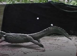 Study finds crocodiles can gallop like horses Study finds crocodiles can gallop like horses