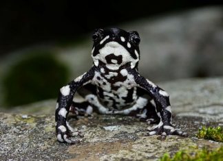 Toad rediscovered in Colombia after nearly three decades (Study) Toad rediscovered in Colombia after nearly three decades (Study)