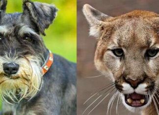 Woman tries to pry open mountain lion’s jaws to free her dog in California Woman tries to pry open mountain lion's jaws to free her dog in California