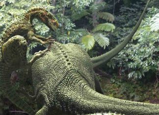 Australia: Bones from the largest theropod dinosaur ever discovered Australia: Bones from the largest theropod dinosaur ever discovered