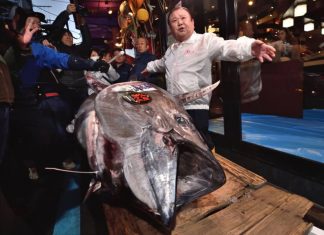 Bluefin tuna sells for $1.8 million in Tokyo, Report Bluefin tuna sells for $1.8 million in Tokyo, Report