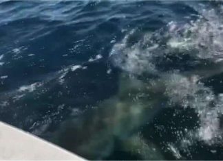 Fishermen hook 13-foot great white shark in Florida (Video) Fishermen hook 13-foot great white shark in Florida (Video)