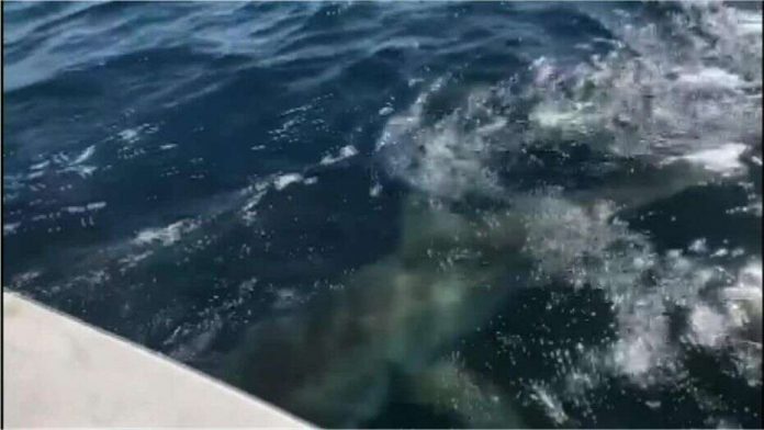 Fishermen hook 13-foot great white shark in Florida (Video)