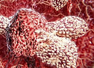 Immune cell which kills most cancers discovered, Report Immune cell which kills most cancers discovered, Report