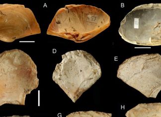 Neanderthals dived for shells to make tools, Says New Study Neanderthals dived for shells to make tools, Says New Study