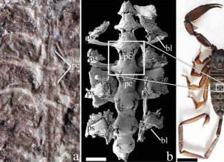 Researchers discover oldest scorpion fossil dating back 437 million years Researchers discover oldest scorpion fossil dating back 437 million years