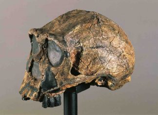 Ghost DNA Hints at Africa’s Missing Ancient Humans (Study) Ghost DNA Hints at Africa's Missing Ancient Humans (Study)