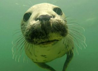 Grey seal caught ‘clapping’ on camera for the first time, Watch Grey seal caught 'clapping' on camera for the first time, Watch