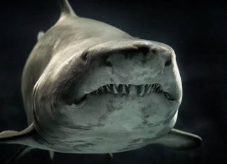 Shark fossil found in in Kentucky’s Mammoth Cave, Study Shark fossil found in in Kentucky’s Mammoth Cave, Study