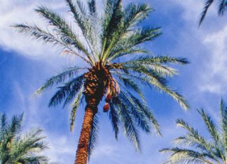 The seeds of Judean date palms turn out to have remarkable longevity The seeds of Judean date palms turn out to have remarkable longevity
