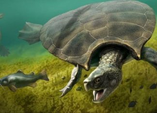 Turtle fossils found in South America (Study) Turtle fossils found in South America (Study)
