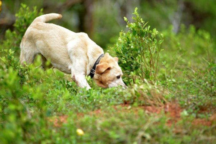 COVID-19: dogs trained to sniff out coronavirus