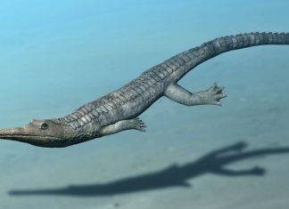 Ancient land-based crocodiles mimicked whales and dolphins Ancient land-based crocodiles mimicked whales and dolphins