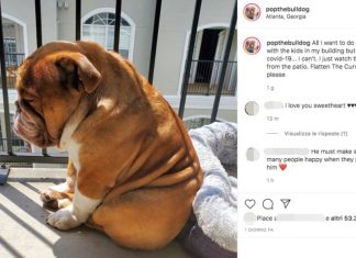 Bulldog named Big Poppa goes viral (Photo) Bulldog named Big Poppa goes viral (Photo)