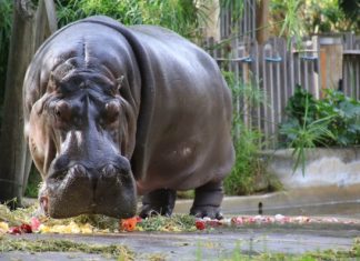 Australia’s oldest hippo dies in Adelaide, At Age 54 Australia's oldest hippo dies in Adelaide, At Age 54