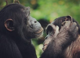 Chimps Smack Their Lips in Rhythms Similar to Human Language (Study) Chimps Smack Their Lips in Rhythms Similar to Human Language (Study)