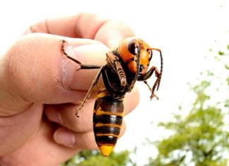 Murder Hornets Spotted in US for the First Time, Report Murder Hornets Spotted in US for the First Time, Report
