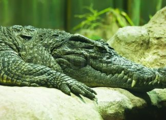 Saturn: Alligator rumored to have been Hitler’s dies in Moscow Saturn: Alligator rumored to have been Hitler's dies in Moscow