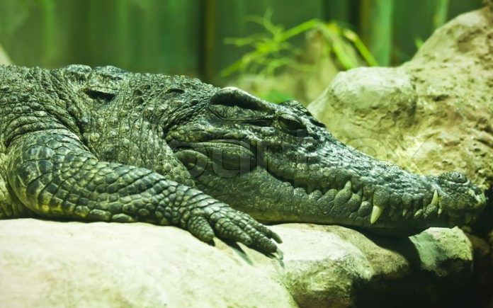 Saturn: Alligator rumored to have been Hitler's dies in Moscow