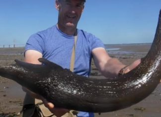3,000-year-old horn of extinct bull found by fisherman 3,000-year-old horn of extinct bull found by fisherman