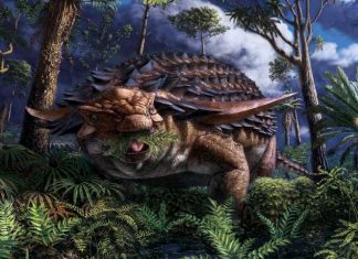 Armoured dinosaur’s last meal preserved in stunning detail, Says New Study Armoured dinosaur's last meal preserved in stunning detail, Says New Study