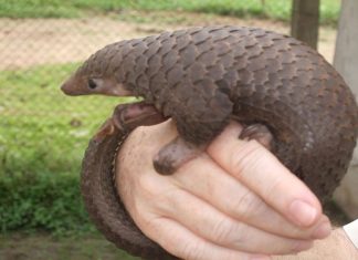 China orders pangolin protection amid pandemic, Report China orders pangolin protection amid pandemic, Report