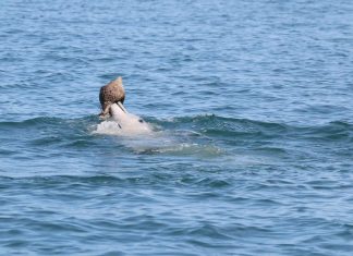 Dolphins learn this fish-catching trick from their peers (News) Dolphins learn this fish-catching trick from their peers (News)