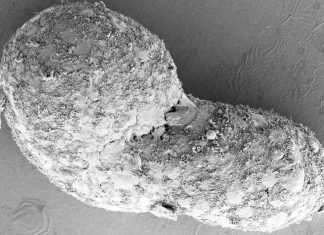 Human embryo-like model created from human stem cells, Says New Study Human embryo-like model created from human stem cells, Says New Study