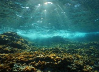 Nearly fifth of world’s ocean floor now mapped, Report Nearly fifth of world's ocean floor now mapped, Report