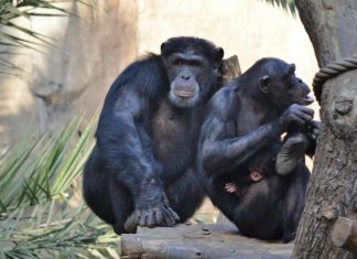 Researchers discovered a rare heart bone in chimps Researchers discovered a rare heart bone in chimps