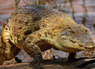 Spain: police search river after sightings of Nile crocodile Spain: police search river after sightings of Nile crocodile