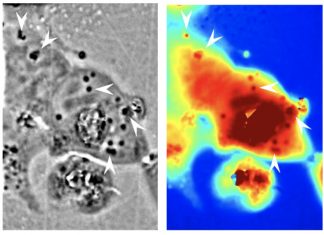 UCI: Transparent human cells turn a classic sci-fi story into reality UCI: Transparent human cells turn a classic sci-fi story into reality