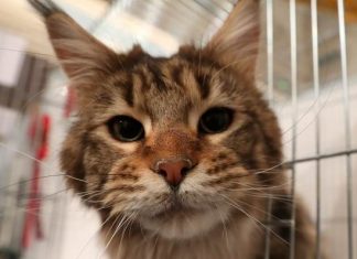 Cat becomes first animal in UK to test positive for Coronavirus Cat becomes first animal in UK to test positive for Coronavirus