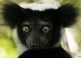 Extinction: One third of all lemurs ‘on the brink’, Report Extinction: One third of all lemurs 'on the brink', Report