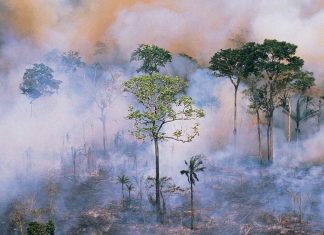 NASA warns conditions are ripe for a severe Amazon fire (Study) NASA warns conditions are ripe for a severe Amazon fire (Study)