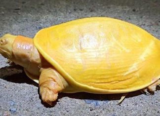 Rare yellow turtle discovered in India (Watch) Rare yellow turtle discovered in India (Watch)