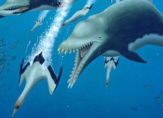 This extinct giant dolphin behaved like a killer whale (Study) This extinct giant dolphin behaved like a killer whale (Study)