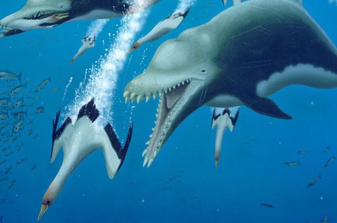 This extinct giant dolphin behaved like a killer whale (Study)
