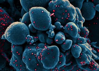 Coronavirus UK Updates: ‘Likely’ that new Sars-Cov-2 variant is already in Northern Ireland, Foster warns Coronavirus UK Updates: 'Likely' that new Sars-Cov-2 variant is already in Northern Ireland, Foster warns