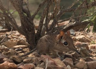 Mouse-sized Elephant Shrew Rediscovered in Africa (News) Mouse-sized Elephant Shrew Rediscovered in Africa (News)