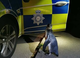 Nottinghamshire: Penguin waddling in Broxtowe picked up by police Nottinghamshire: Penguin waddling in Broxtowe picked up by police