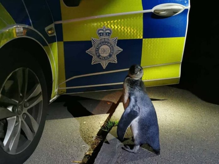 Nottinghamshire: Penguin waddling in Broxtowe picked up by police