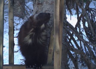 Wolverines spotted at Mount Rainier National Park (News) Wolverines spotted at Mount Rainier National Park (News)