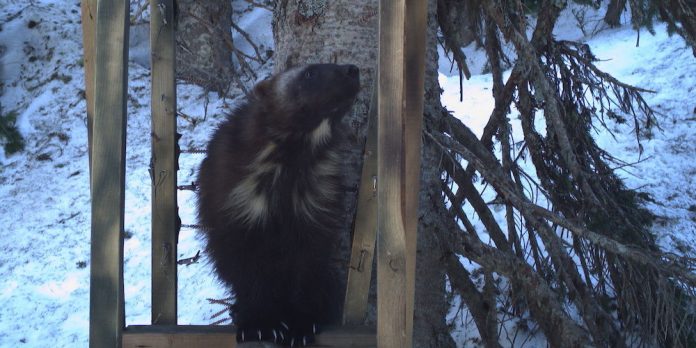 Wolverines spotted at Mount Rainier National Park (News)