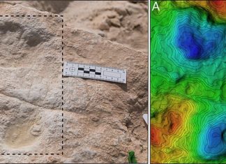 120,000-year-old Footprints Of Humans And Animals Found In Saudi Arabia (Study) 120,000-year-old Footprints Of Humans And Animals Found In Saudi Arabia (Study)