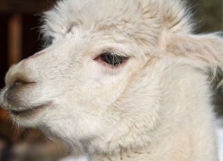 Brown bear kills popular alpaca in Alaska Zoo break-in, Report Brown bear kills popular alpaca in Alaska Zoo break-in, Report