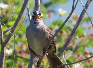 Coronavirus: Bird songs got sexier during the COVID-19 shutdown Coronavirus: Bird songs got sexier during the COVID-19 shutdown