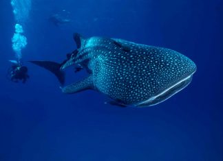 Female Whale Sharks Overtake Males to Become World’s Largest Fish, Researchers Say Female Whale Sharks Overtake Males to Become World’s Largest Fish, Researchers Say