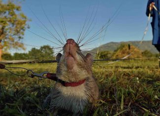 Hero land mine-detection rat awarded a gold medal, Report Hero land mine-detection rat awarded a gold medal, Report