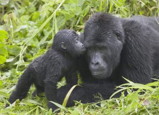 Mountain gorilla baby boom offers Ugandan park hope after killing of silverback, Report Mountain gorilla baby boom offers Ugandan park hope after killing of silverback, Report